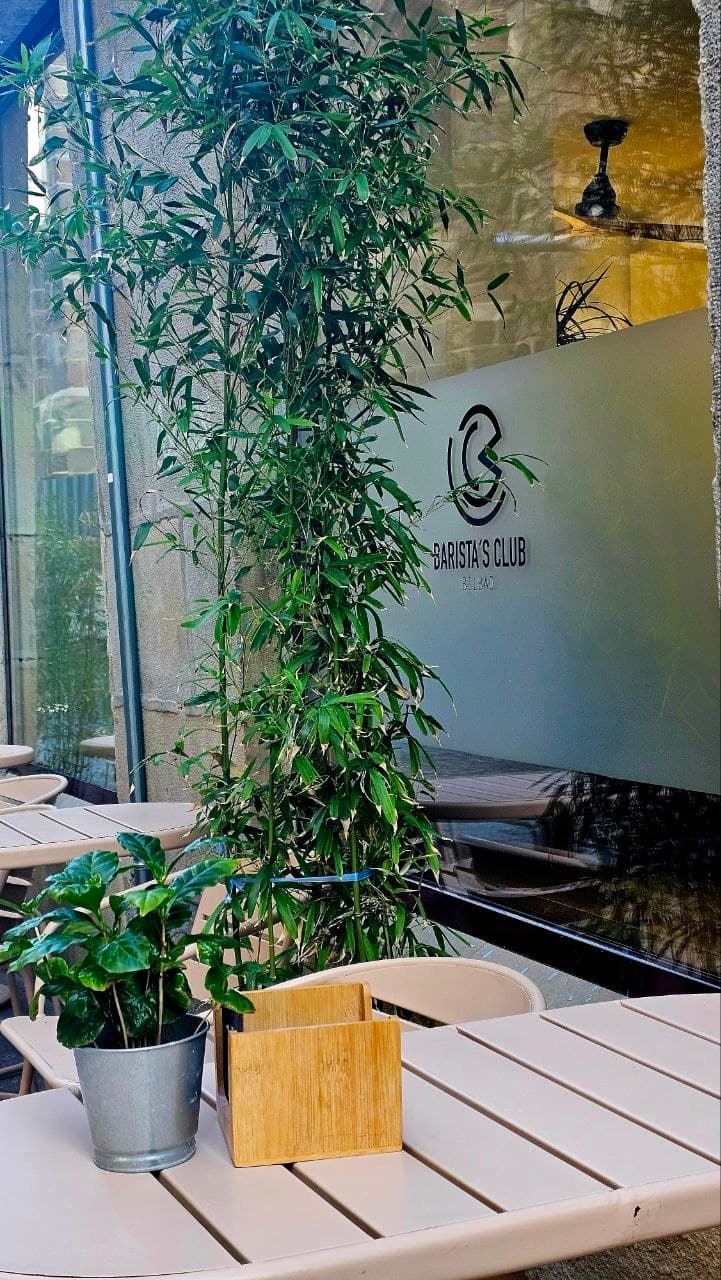 Entrada y terraza de Baristas Club con mesas, plantas y el logotipo del local